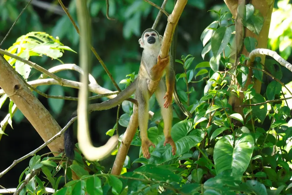 513EcuadorNov2023-YasuniNP-YasuniNP-SquirrelMonkey.JPG