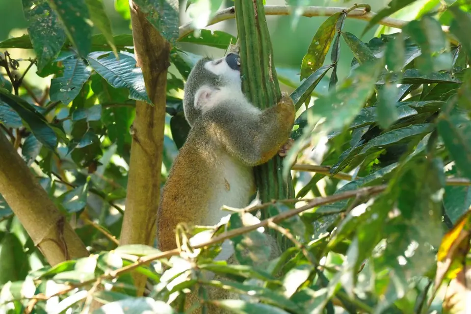 521EcuadorNov2023-YasuniNP-YasuniNP-SquirrelMonkey.JPG