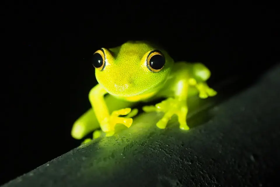 533EcuadorNov2023-YasuniNP-YasuniNP-Frosch.JPG