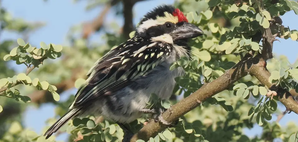 P1011375_resized.JPG