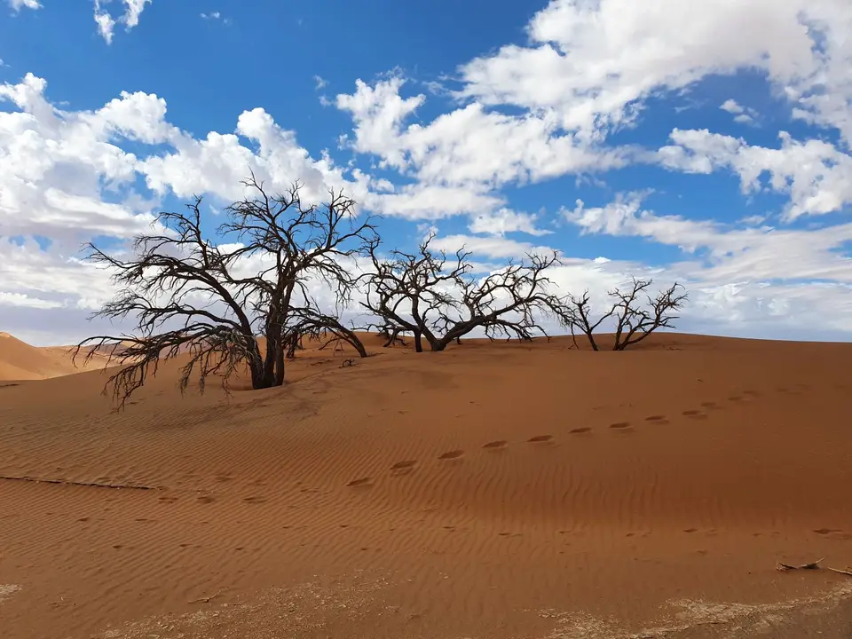 5-6BäumeimSand.jpg