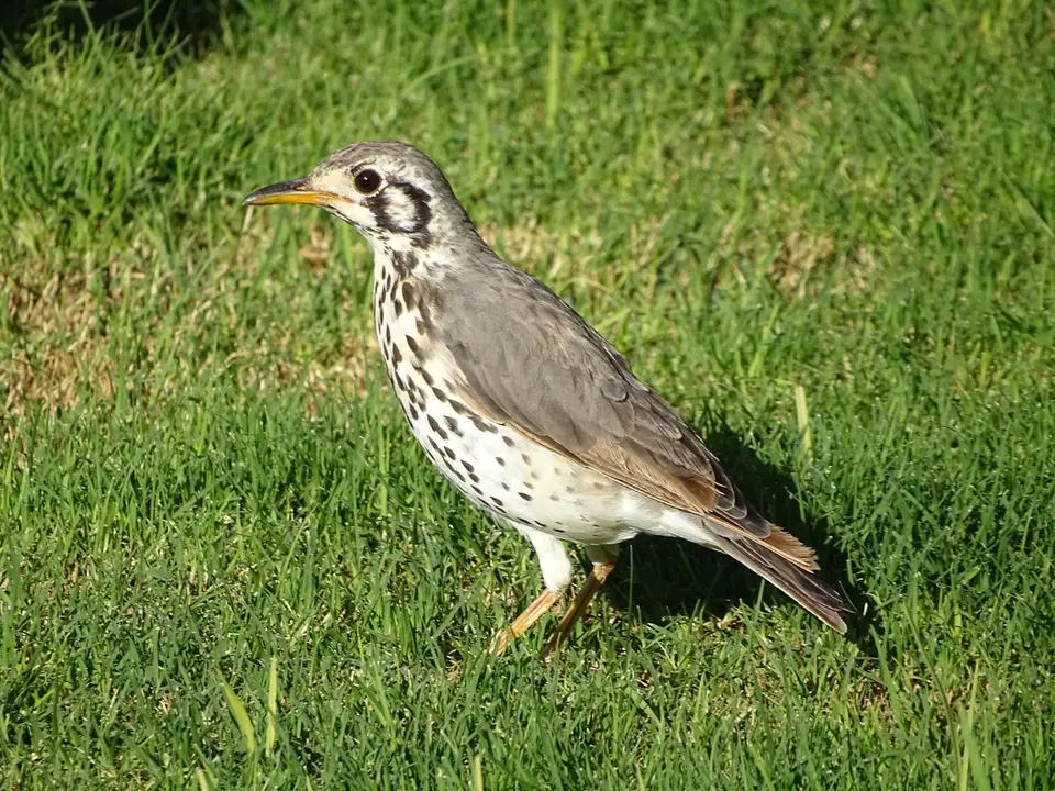 DSC03378.JPG