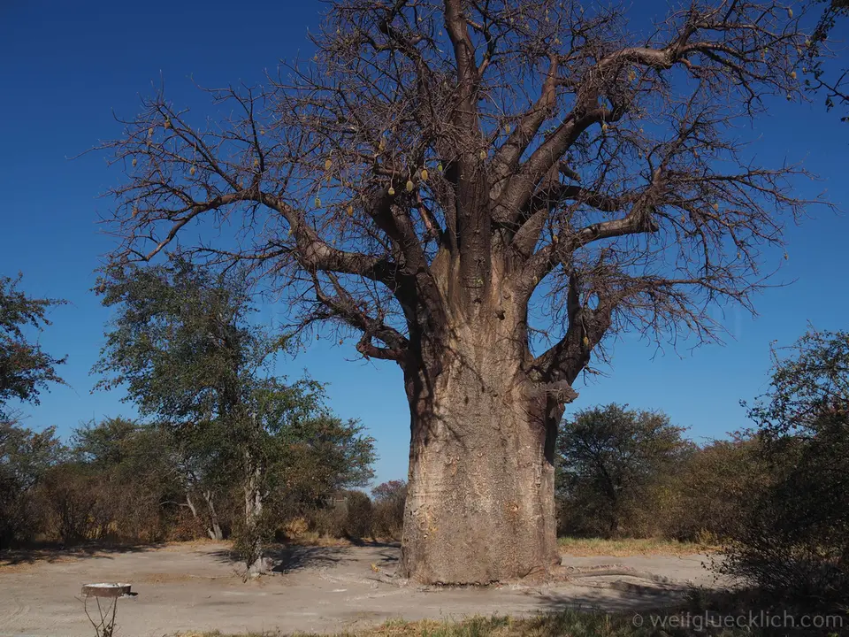 P5241548-BainesBaobab3.jpg