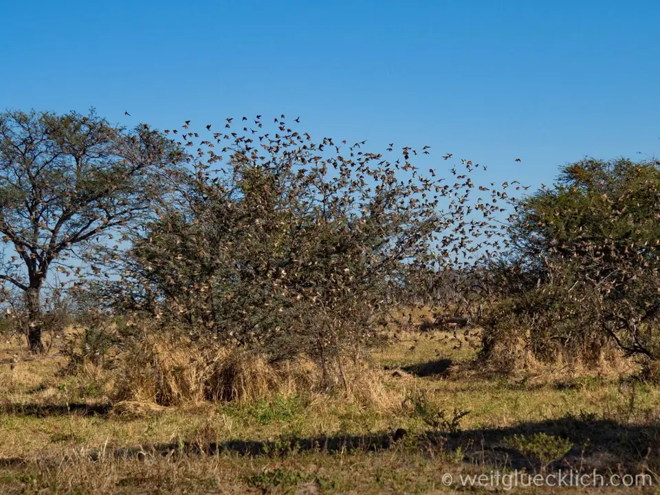 P5262179-MoremiVogelschwarm.jpg