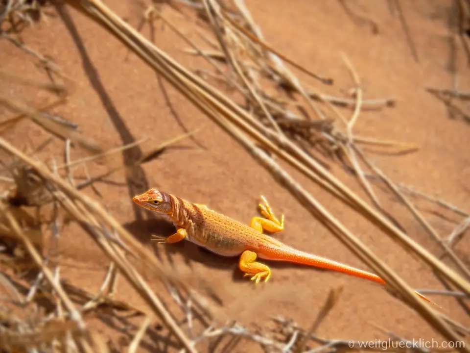 P6120864-Sandeidechse-Namibia.jpg