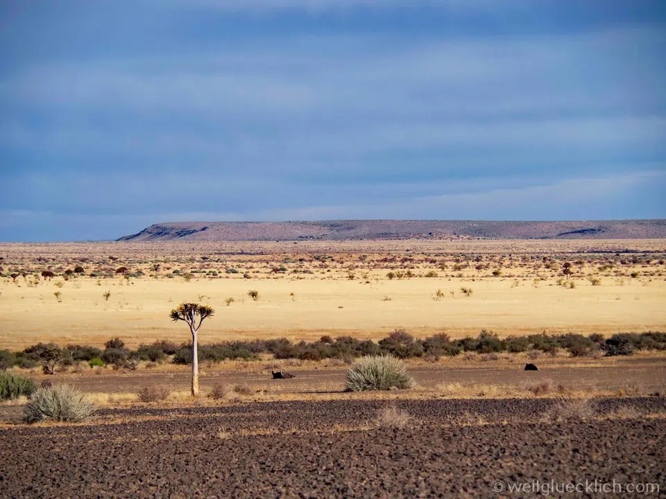 P6162617-Savanne-Namibia-Strausse.jpg