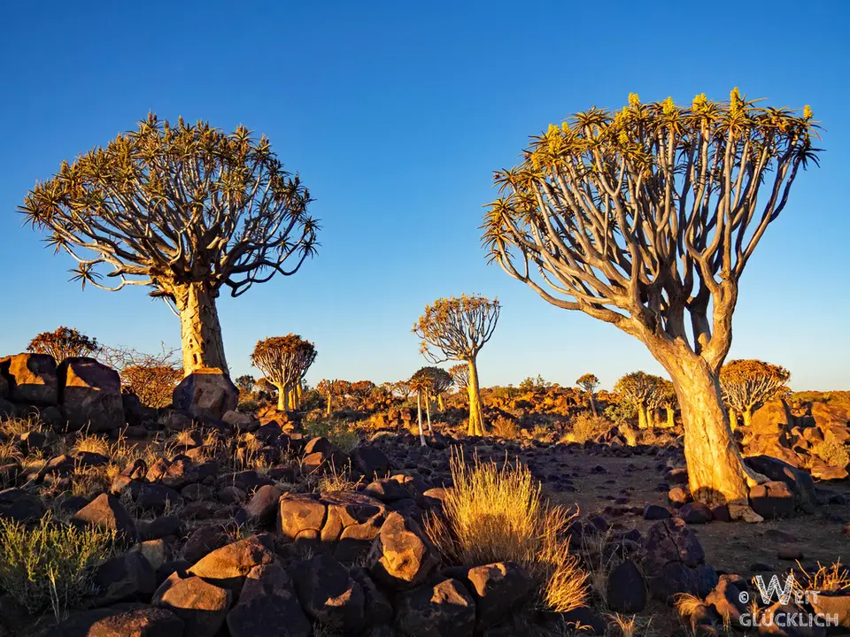 P6173059-Quiver-Tree-Forest-1.jpg