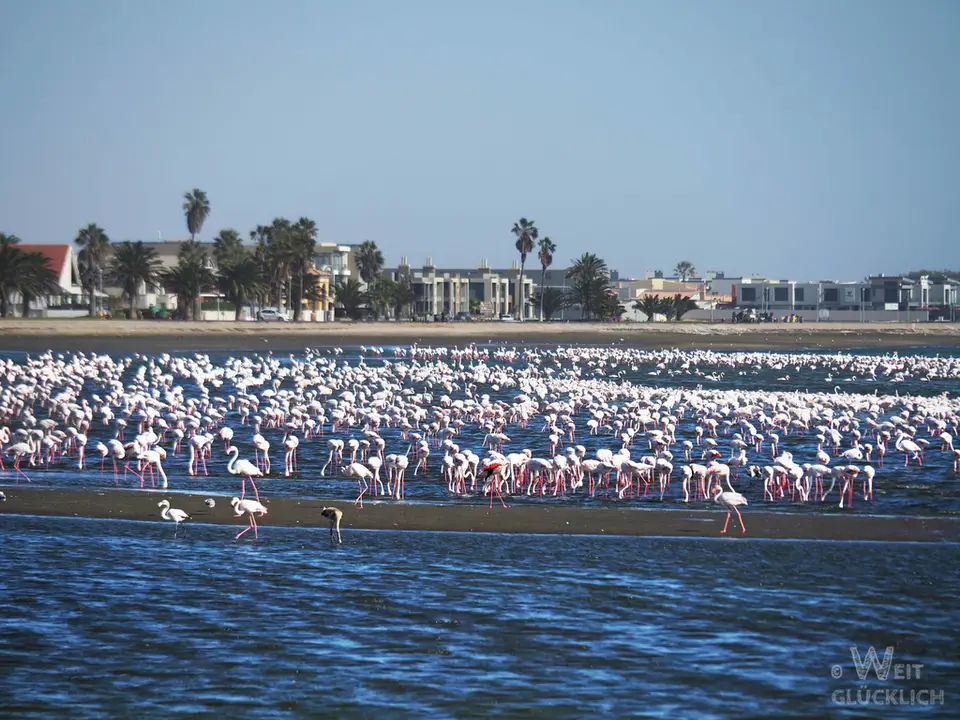 P7033722-Flamingos-Walvis-Bay.jpg