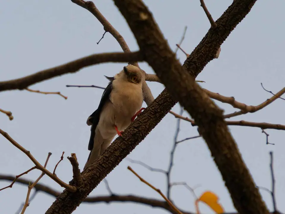 05_Vogel.jpg