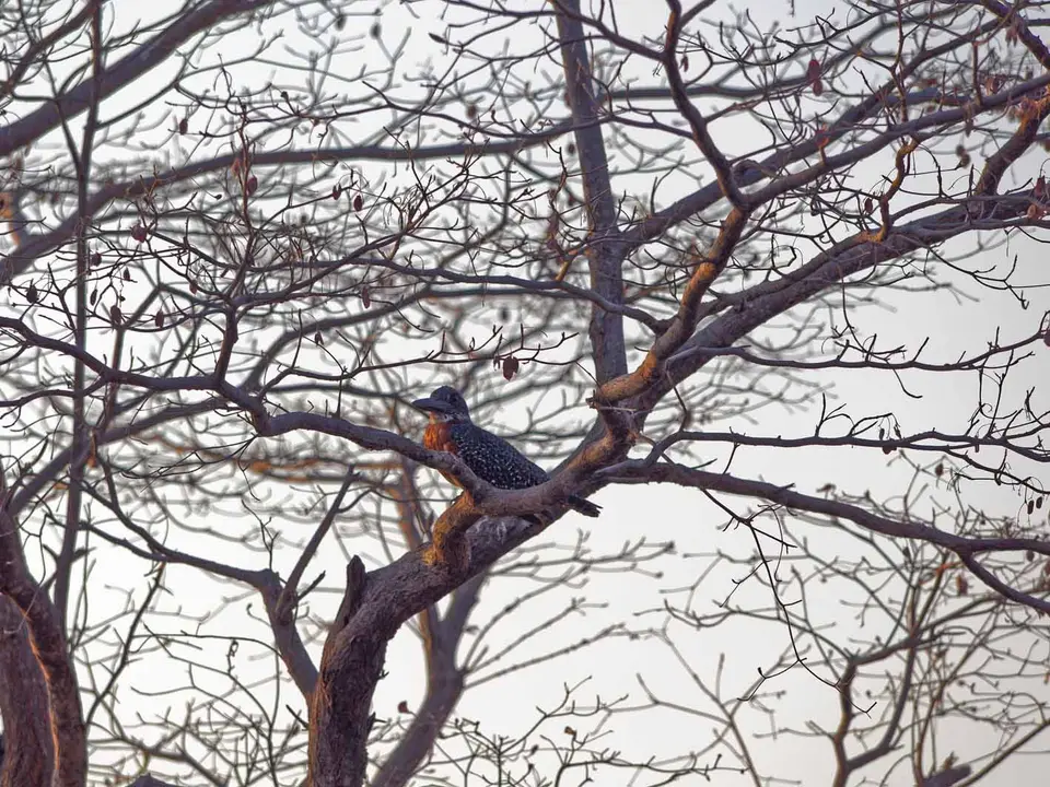 07_Kingfisher.jpg