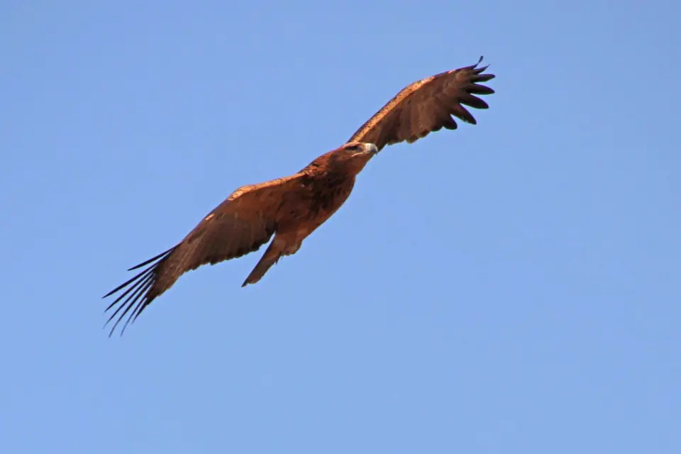 132_Greif.jpg