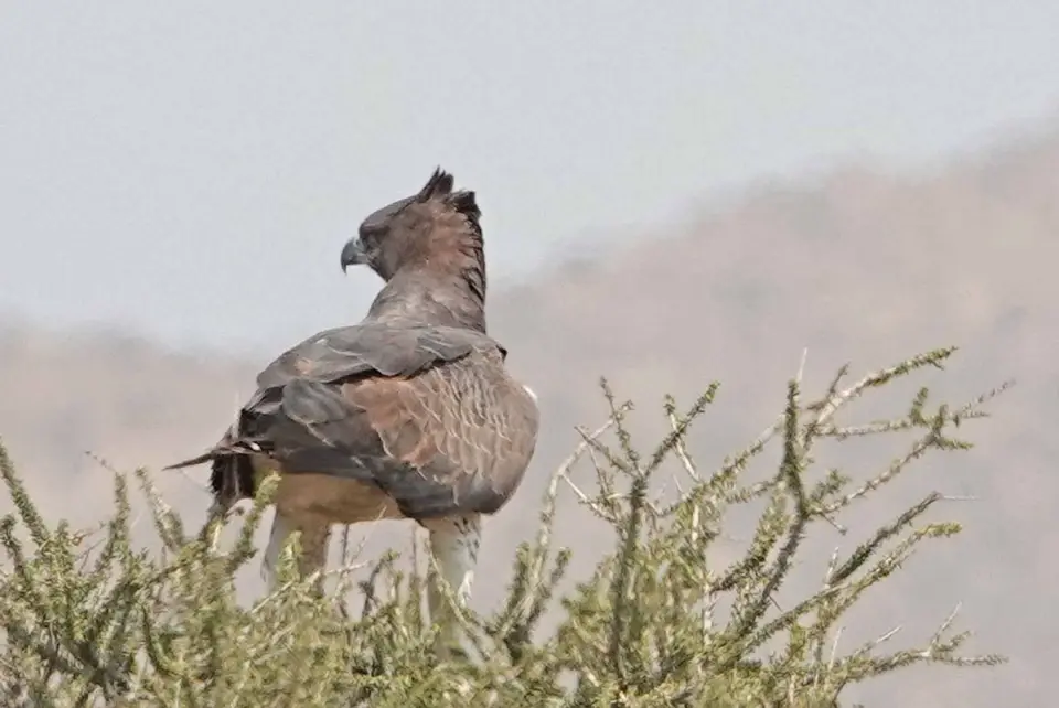 13_Adler.jpg
