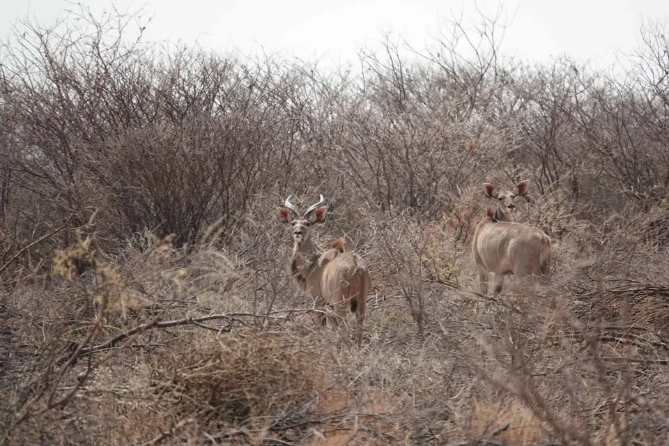 13_Kudus.jpg