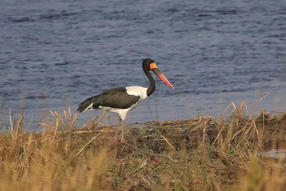 17_Sattelstorch.jpg