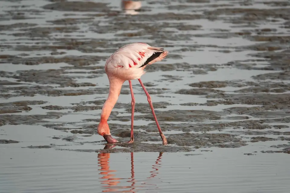 21_Flamingo.jpg