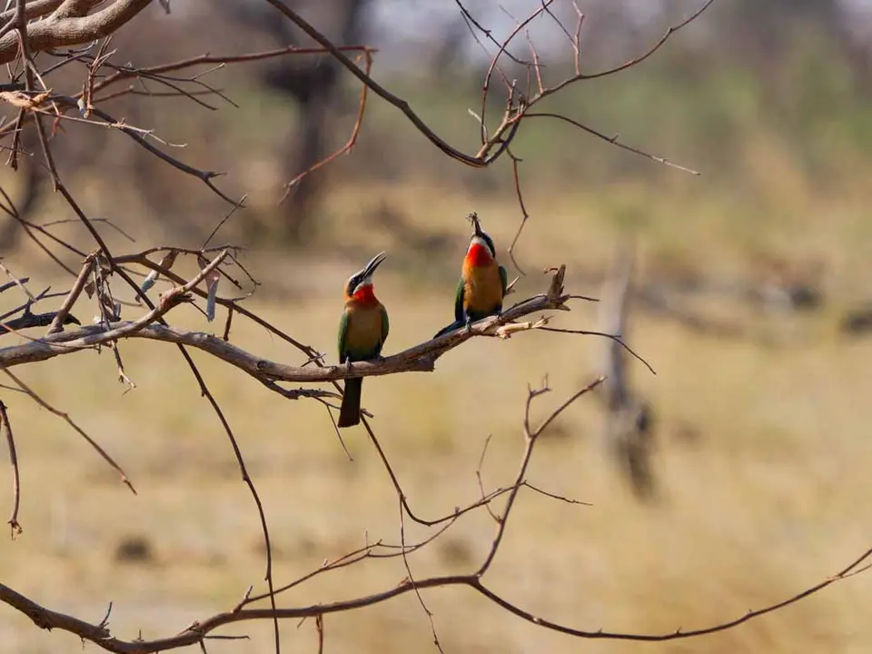 24_BeeEater.jpg