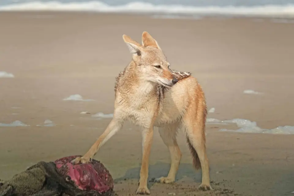 24_Schakal.jpg