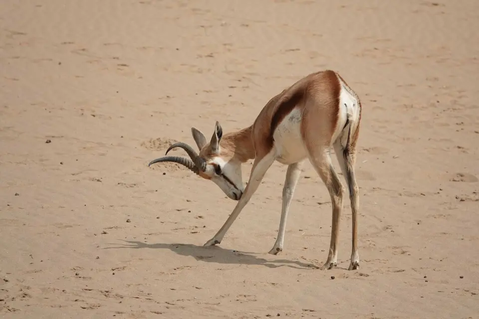 31_Springbock.jpg