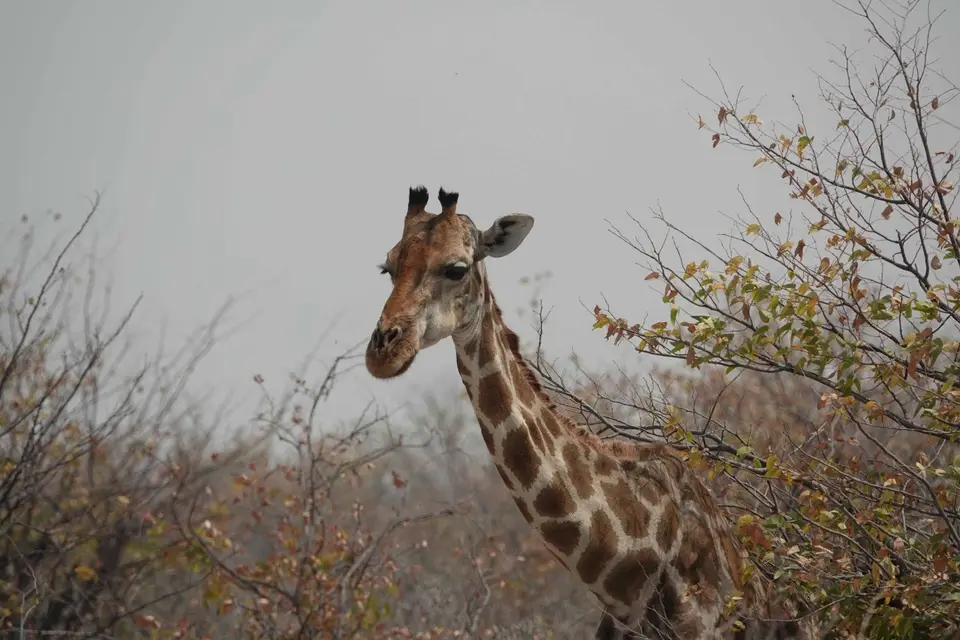 49_Giraffe.jpg