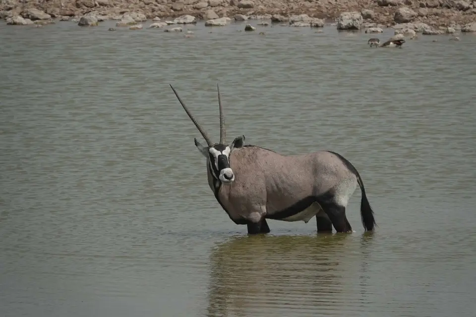 50_Oryx.jpg