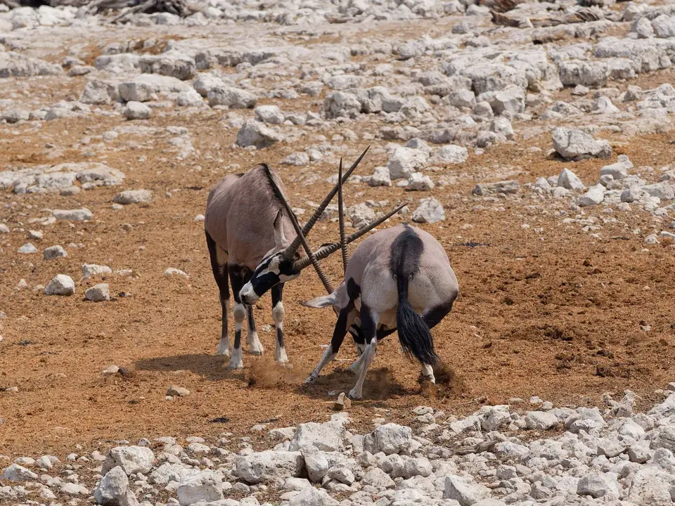 51_Oryx.jpg