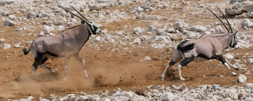 51_Oryx2.jpg