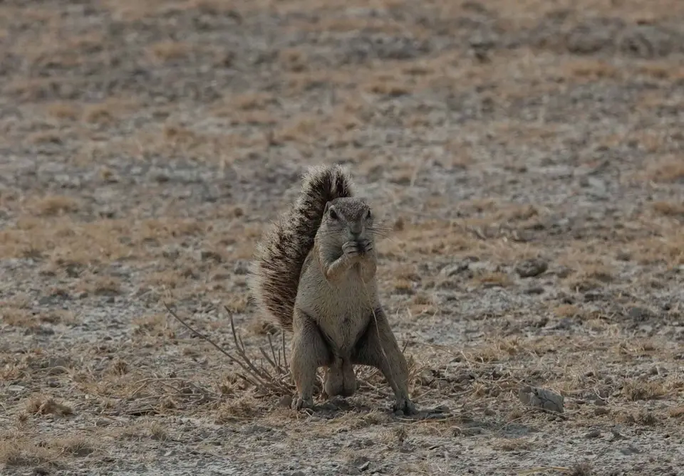 54_Hörnchen.jpg