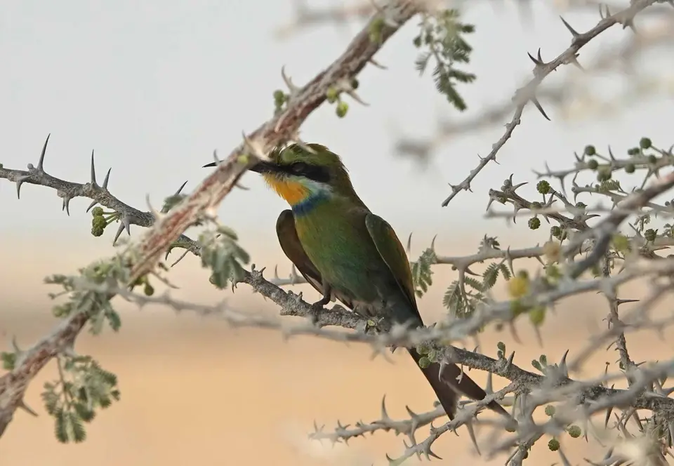55_BeeEater.jpg