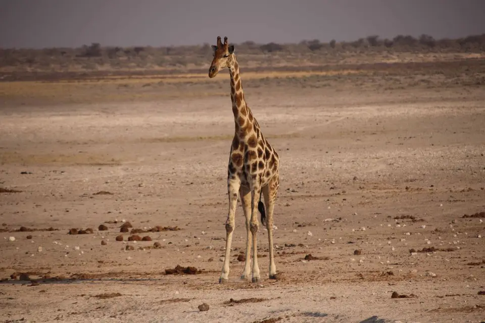 58_Giraffe.jpg