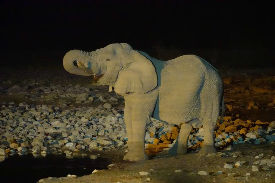 63_Elefant.jpg