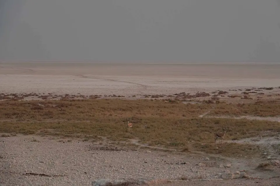 64_Pfanne.jpg