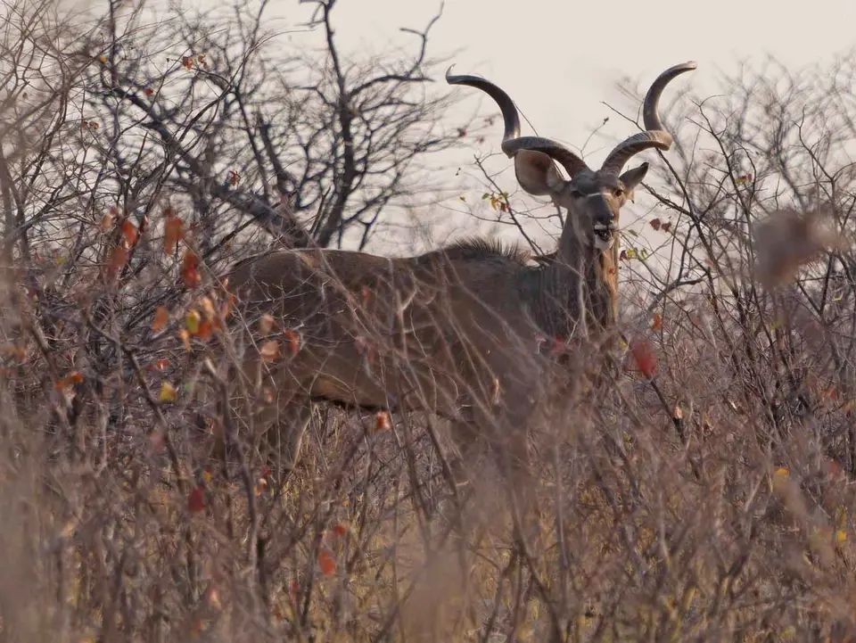 67_Kudu.jpg
