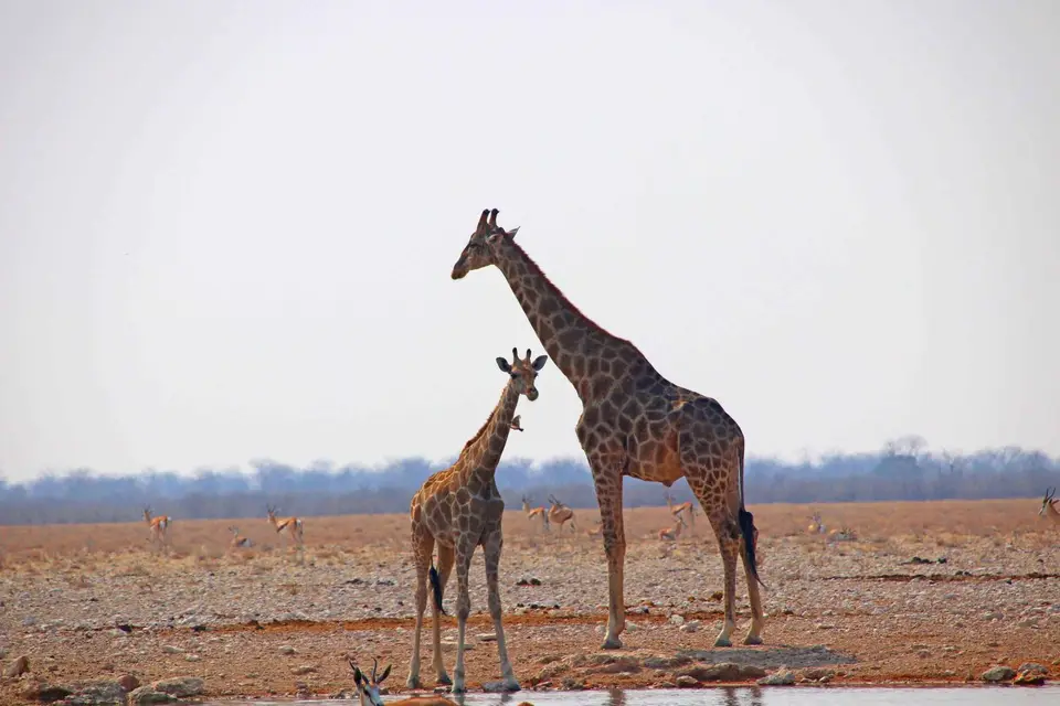 71_Giraffen.jpg