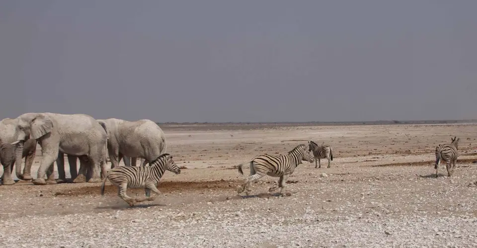 73_Zebras.jpg