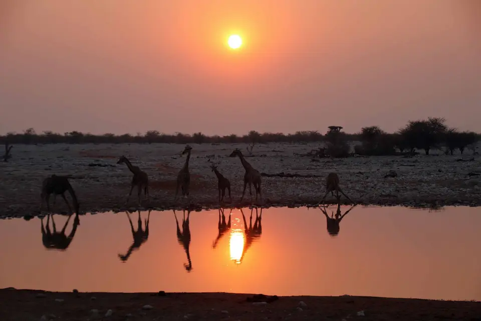 83_Giraffen.jpg
