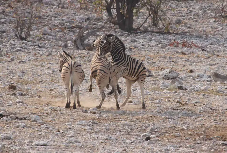 94_Zebras.jpg