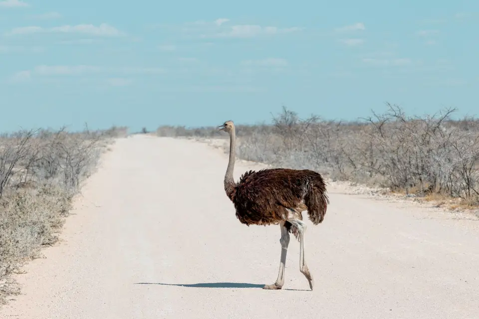 Namibia-Botswana-34.jpg