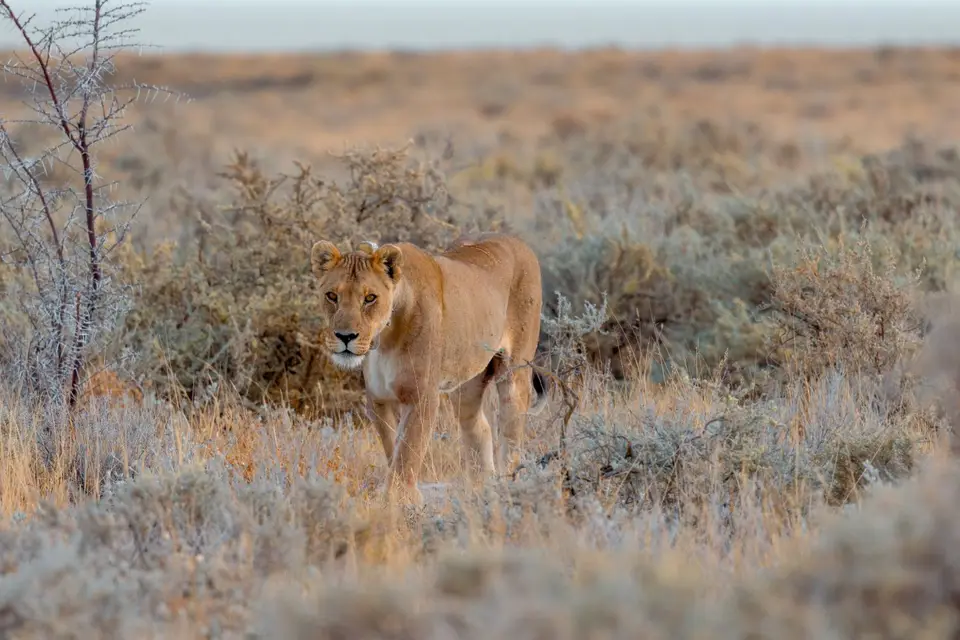 Namibia-Botswana-38.jpg