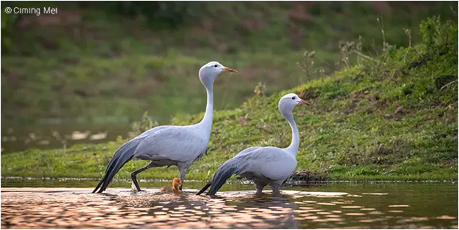 bluecrane.png