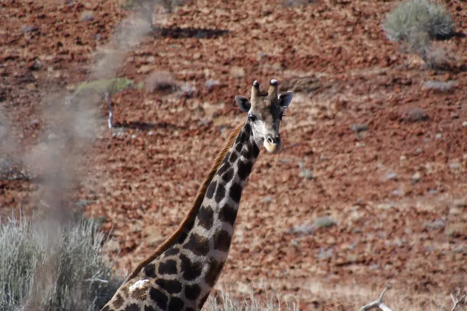 01_Palmwag_da_giraffe.JPG
