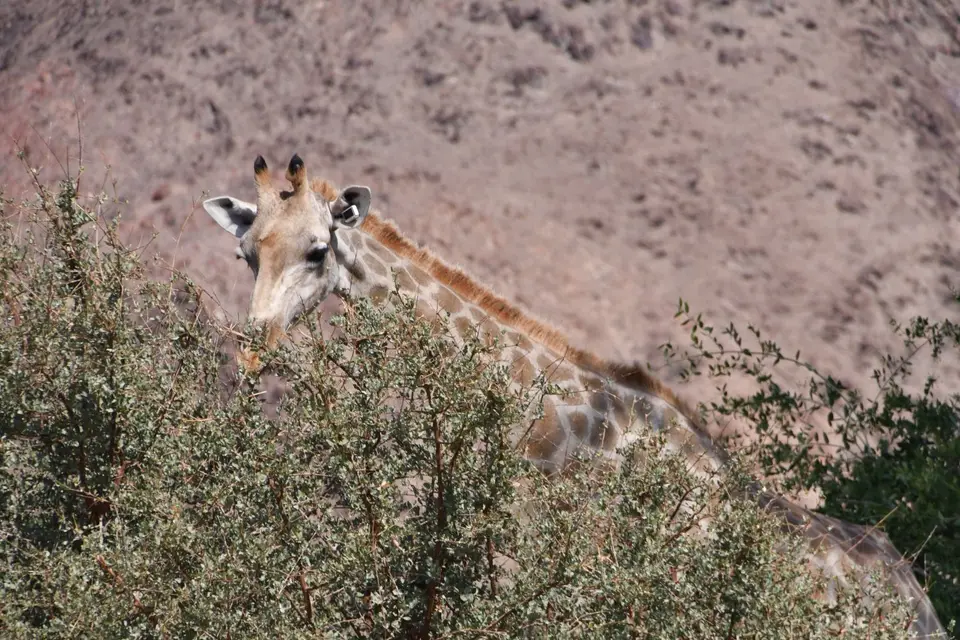 10_Giraffe.JPG