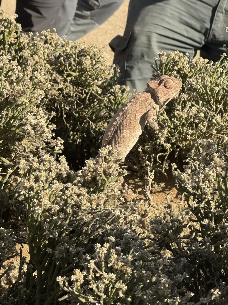 IMG_6352(1).jpeg