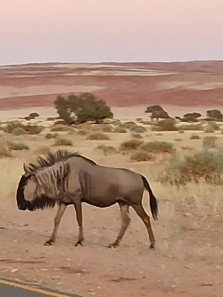 NamibiaSilviaHandy(553).JPG