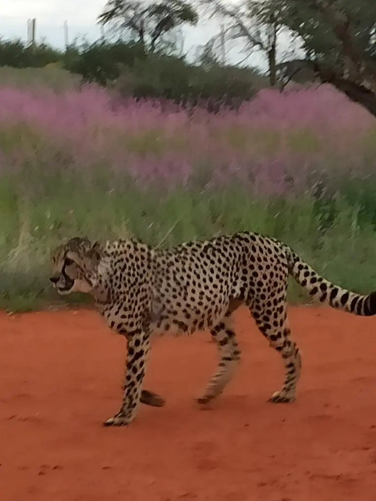 NamibiaSilviaHandy(706).JPG