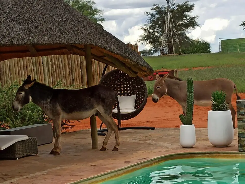 NamibiaSilviaHandy(749).JPG
