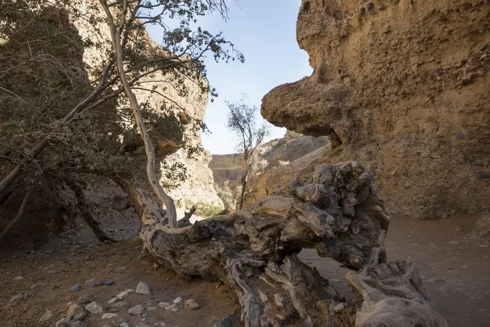 baum_canyon.jpg