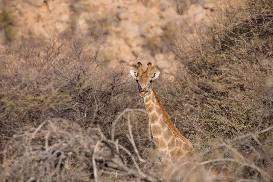 w_Giraffe1.jpg