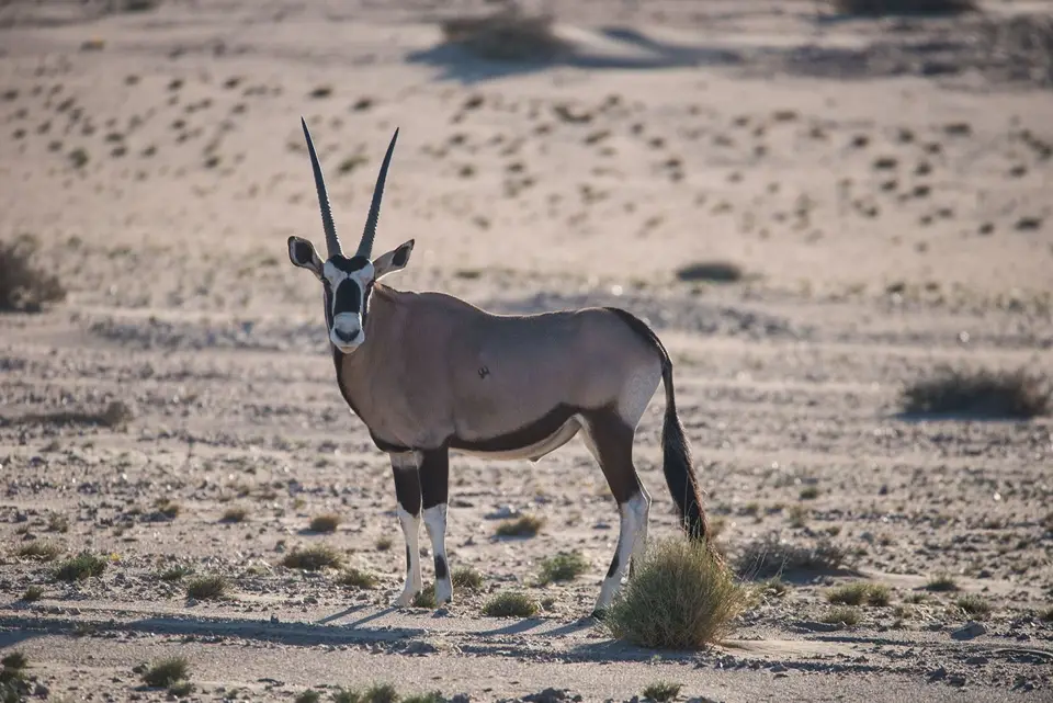 w_bofe_oryx.jpg