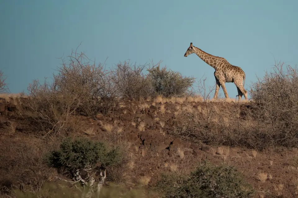 w_boscia_giraffe.jpg