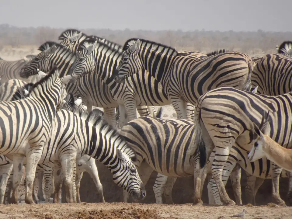 Namibia2024_0655_DSC03928.JPG